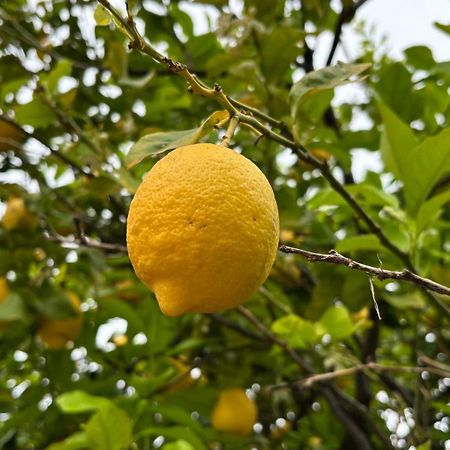 B&B La Palma Petacciato Eksteriør bilde